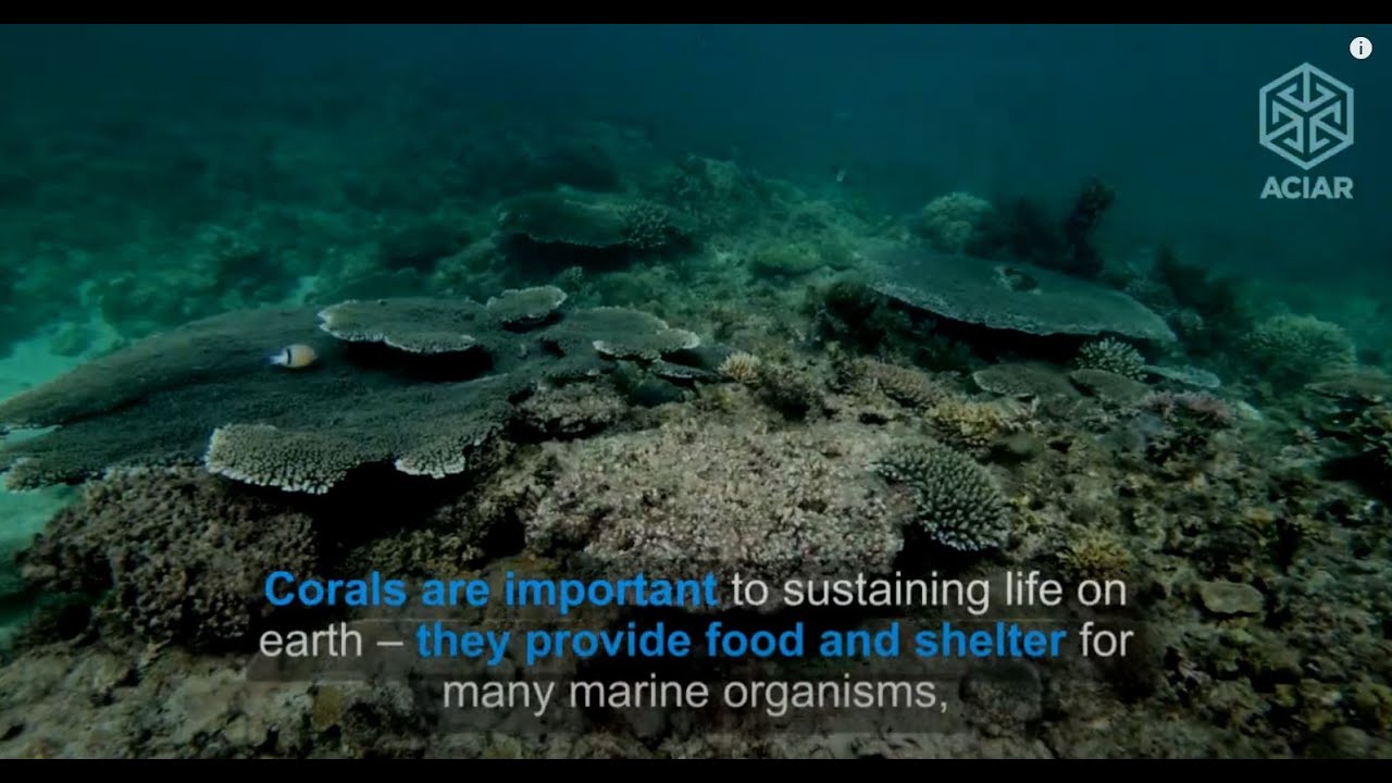 Restoring coral reefs and food security in the Philippines