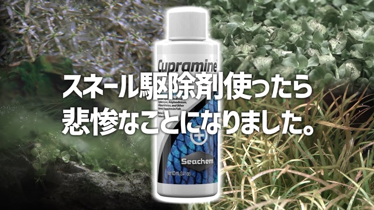生体死亡、水草溶ける…劇薬を使用した水槽の行く末。#309【アクアリウム】