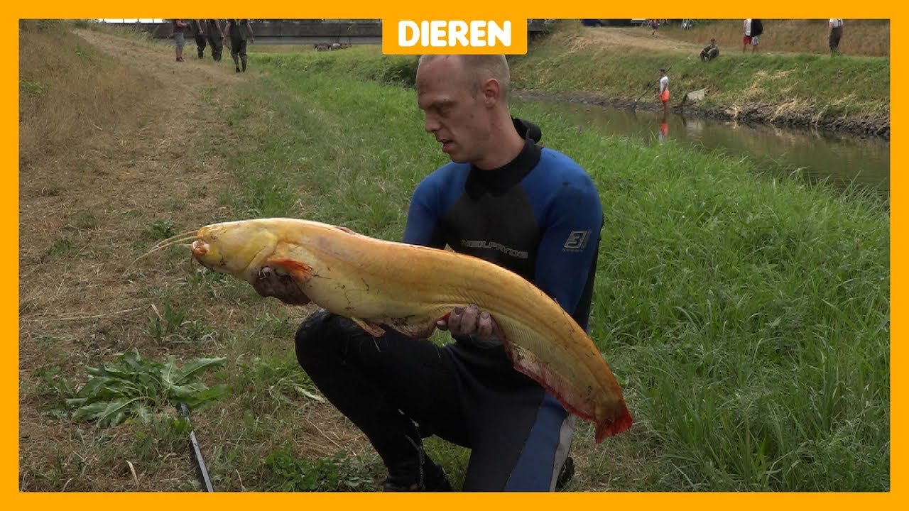 Reddingsactie: Vissen in de problemen door droogte