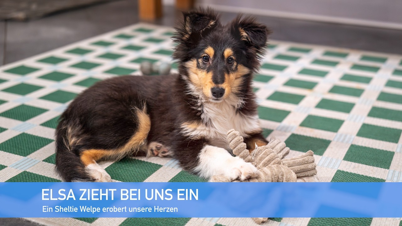 Elsa zieht bei uns ein - Ein Sheltie Welpe erobert unsere Herzen | Familien VLOG 9