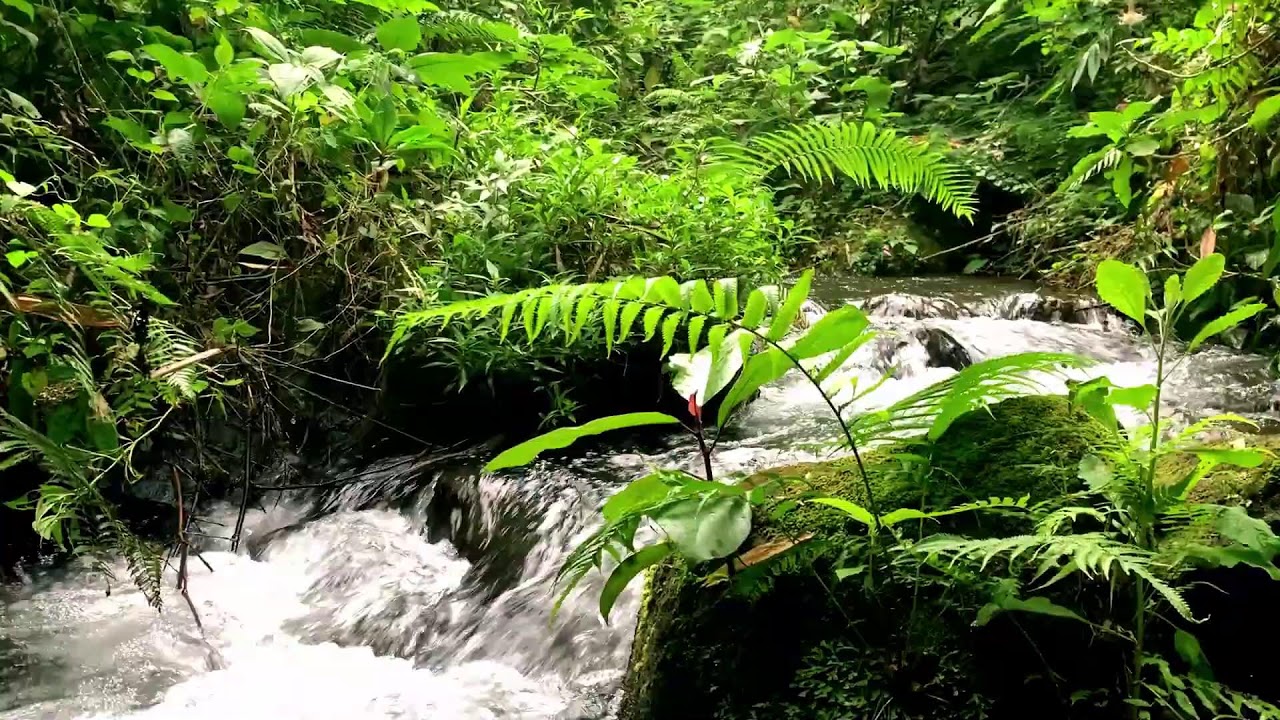Beautiful Forest River Waterfall with Calm Background Noise for Inner Peace, Self-Care & Relaxation