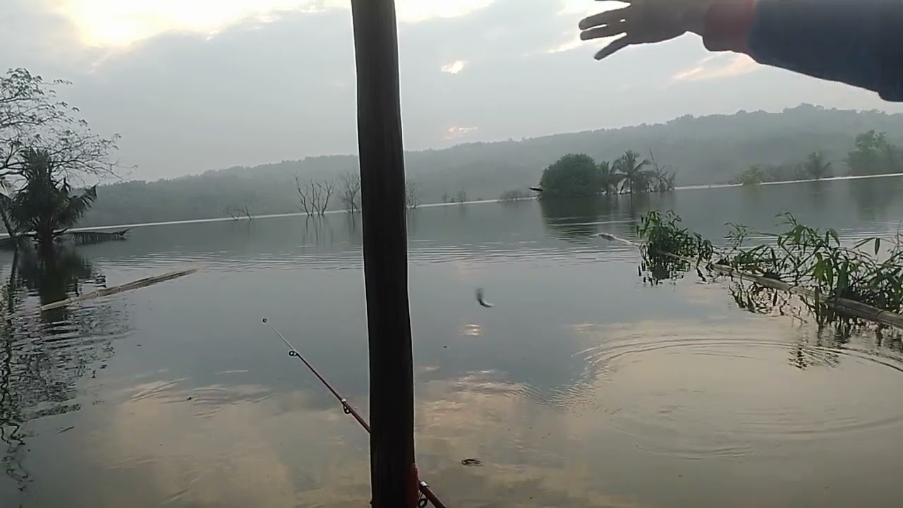 Mancing ikan lalawak dan mujair di bendungan pagi hari#mancingmania#fishing#bendungancipanas