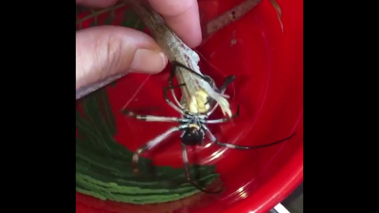 Golden Orb Spider Weaves on Woman's Hand