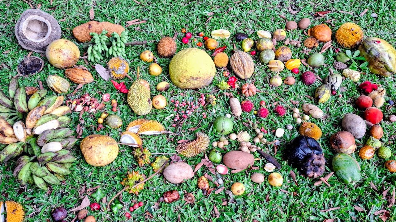 Сможете ли вы определить 60 редких тропических фруктов из парка Теном, штат Сабах, представленных...