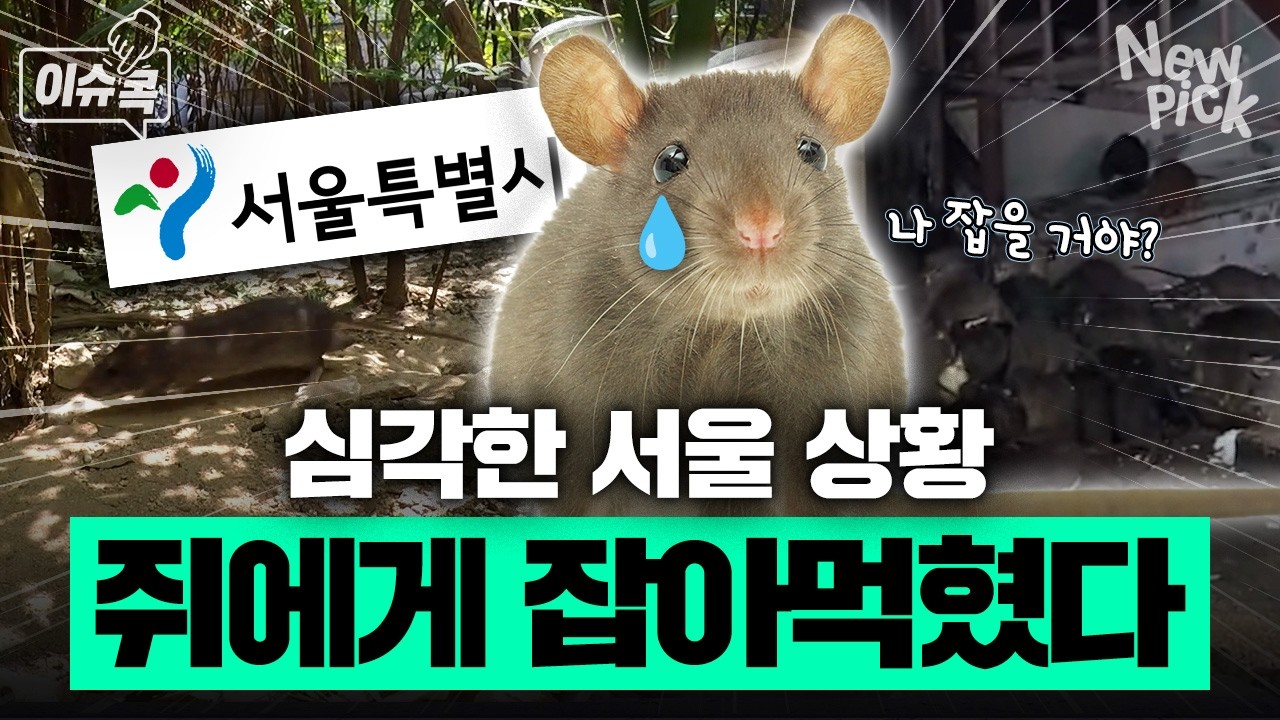Текущая ситуация в Сеуле, который захватили крысы🐭 Узнайте, насколько серьезна ситуация [#IssueCo...