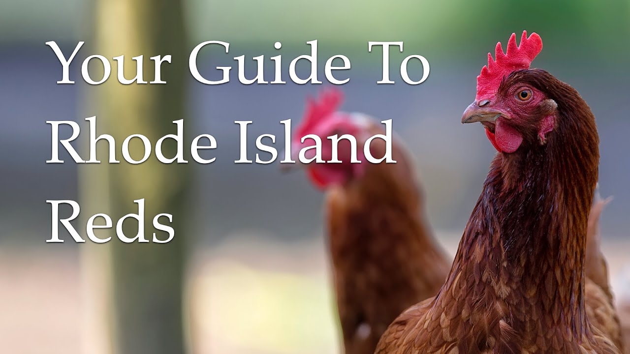 5 Benefits of Keeping Rhode Island Reds as Hobby Chickens - Productive, Hardy, and Easy to Care For!