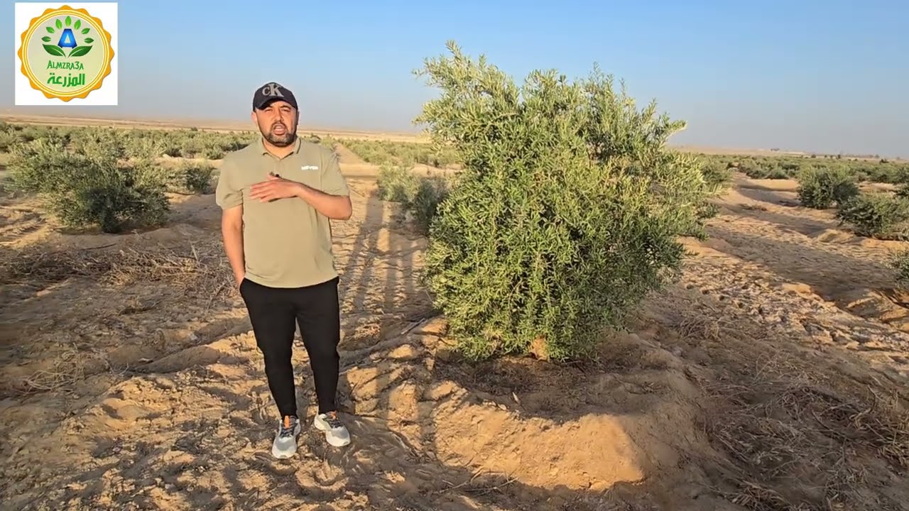 مزرعة زيتون  نموذجية منتجة للبيع بسعر مغري للتواصل  واتساب 00966557670217