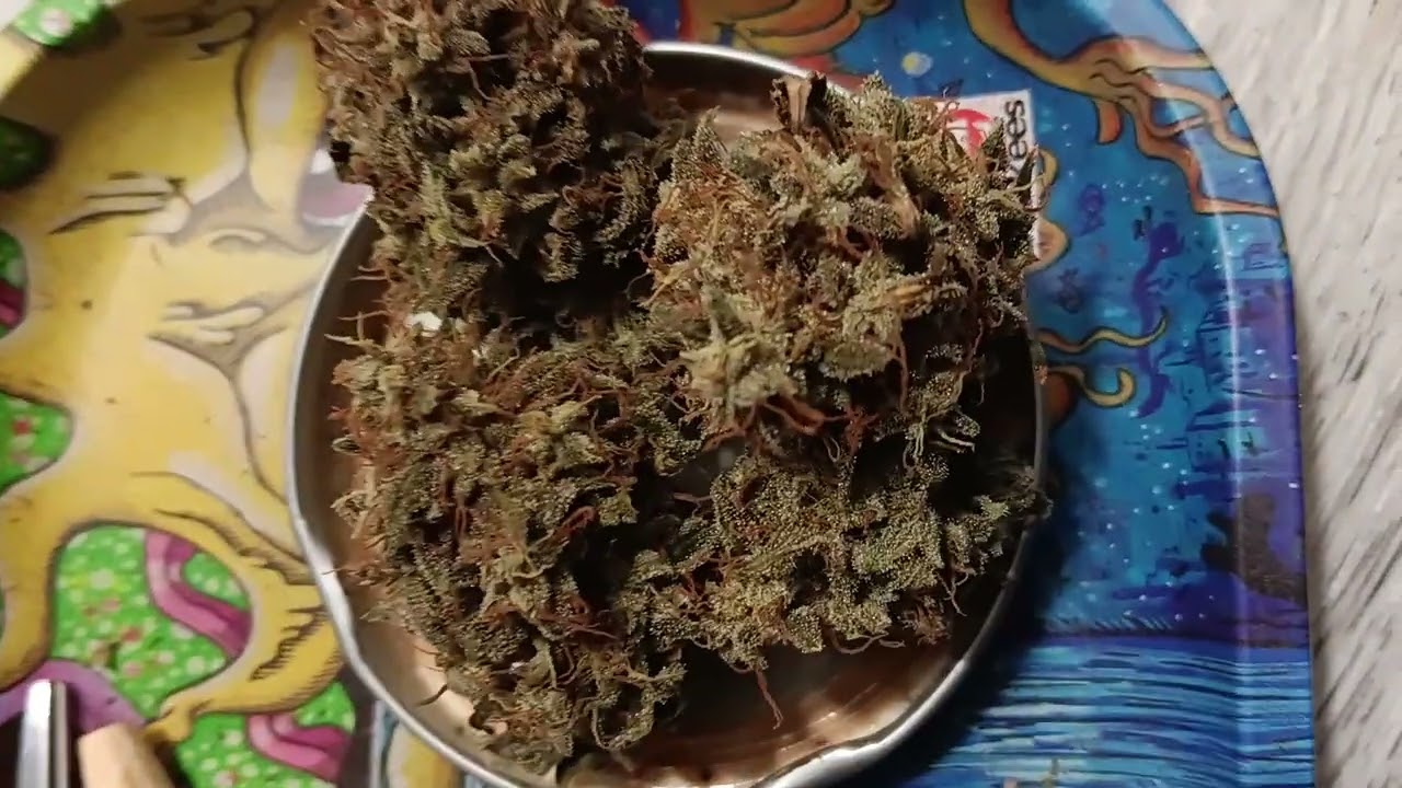 Jack47 #2 gas pheno by Sweet seeds