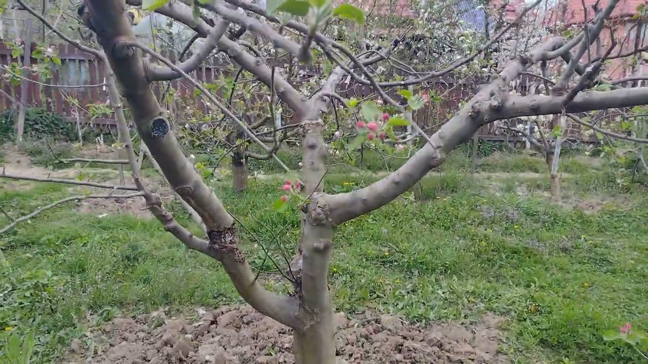 Fertilizare pomi fructiferi