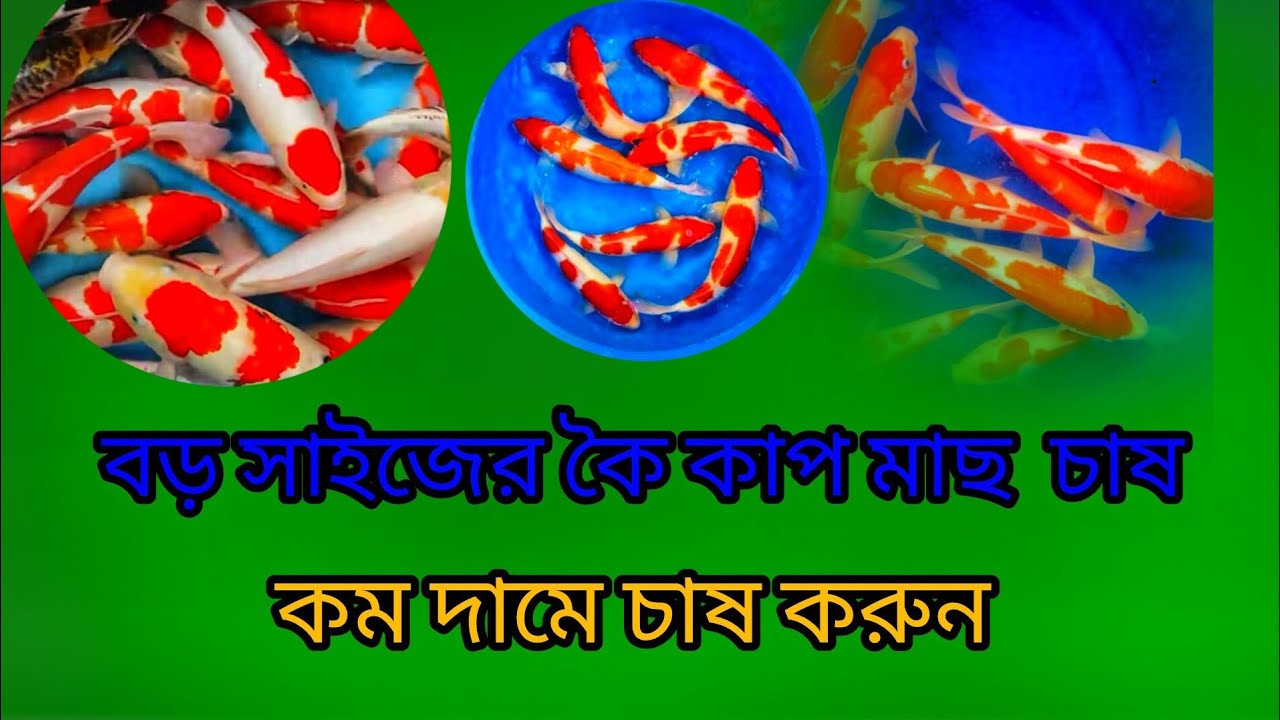 বড় সাইজের কৈ কাপ  মাছ চাষ করুন মোবাইল ✆ 01771793800