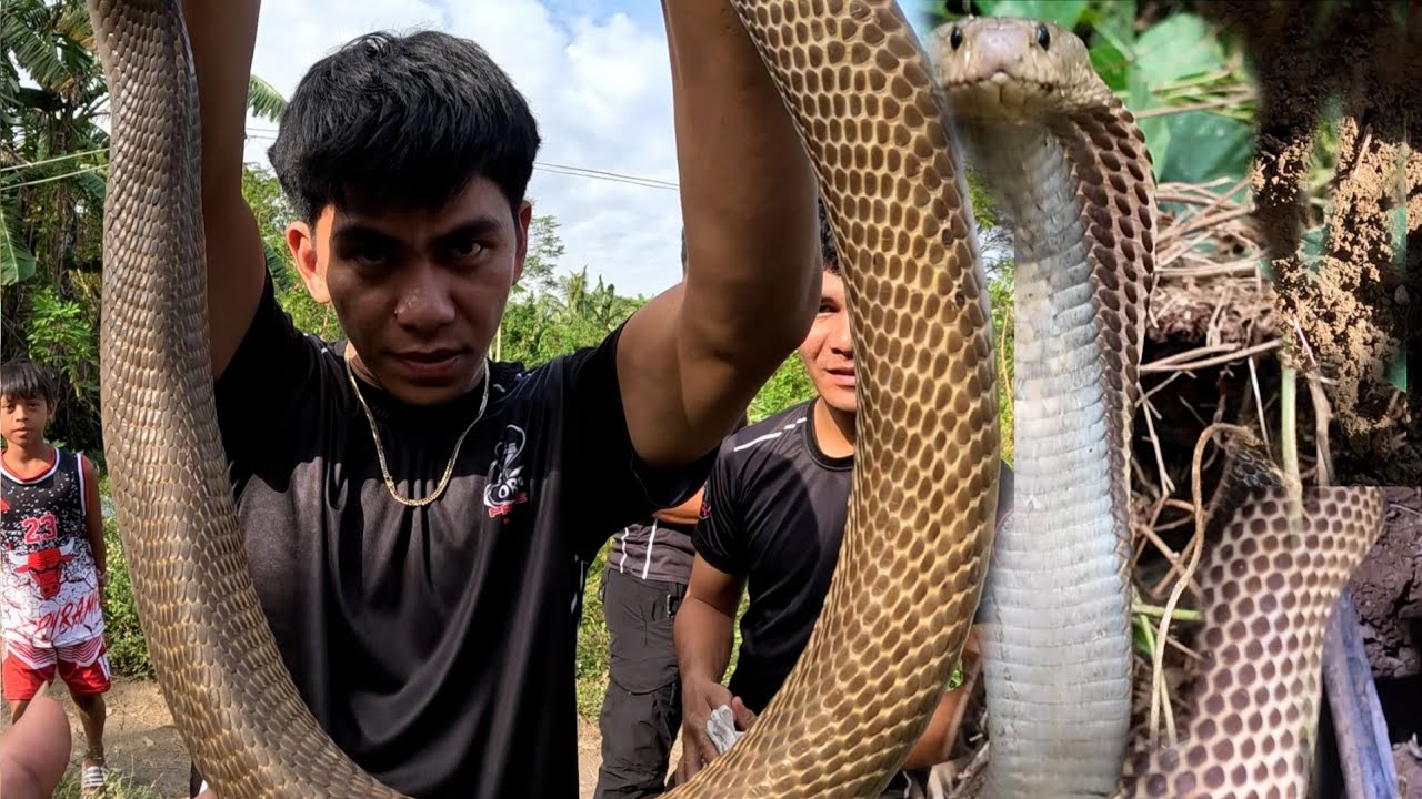 ITIM NA JUMBO COBRA SA NAMASOK NG BAHAY