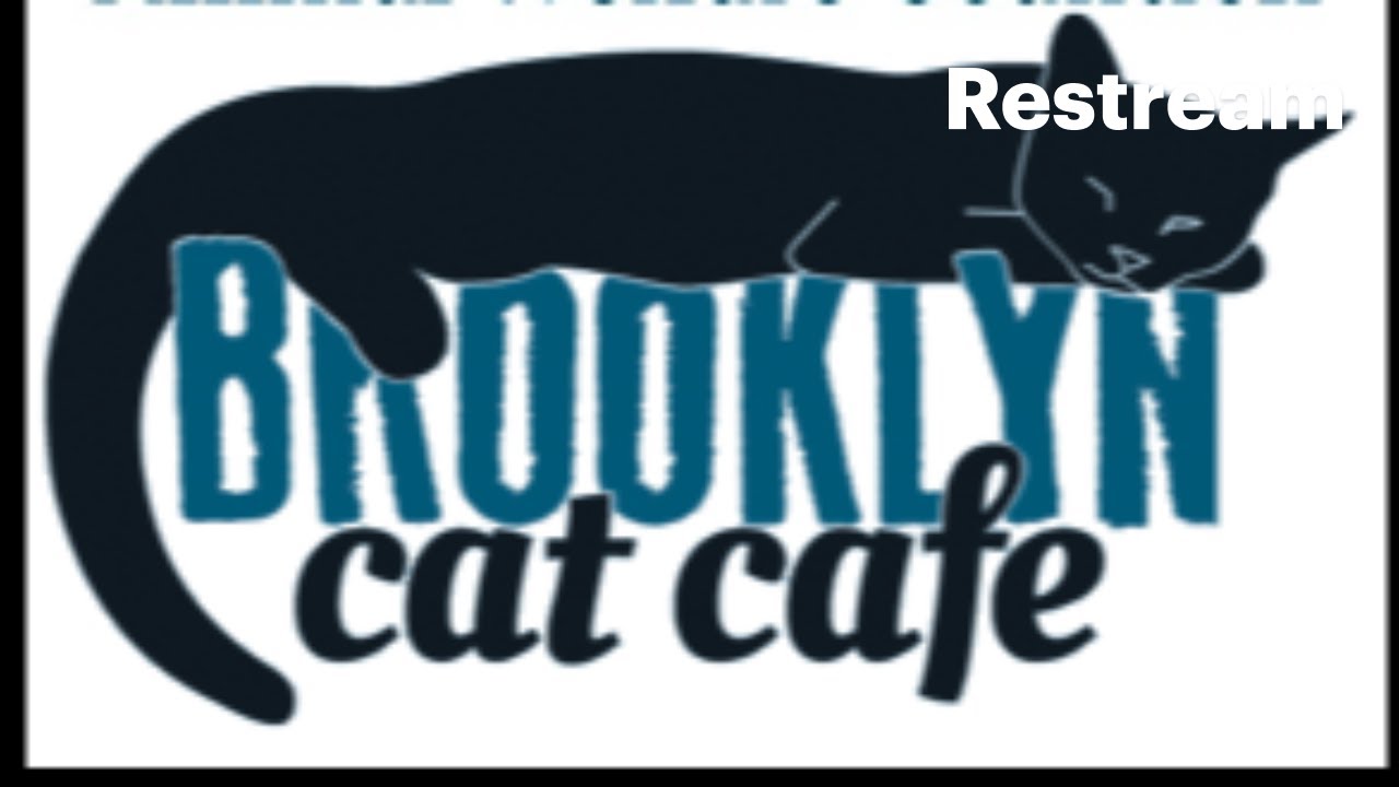 Kitten Cam Live Stream @ Brooklyn Cat Cafe