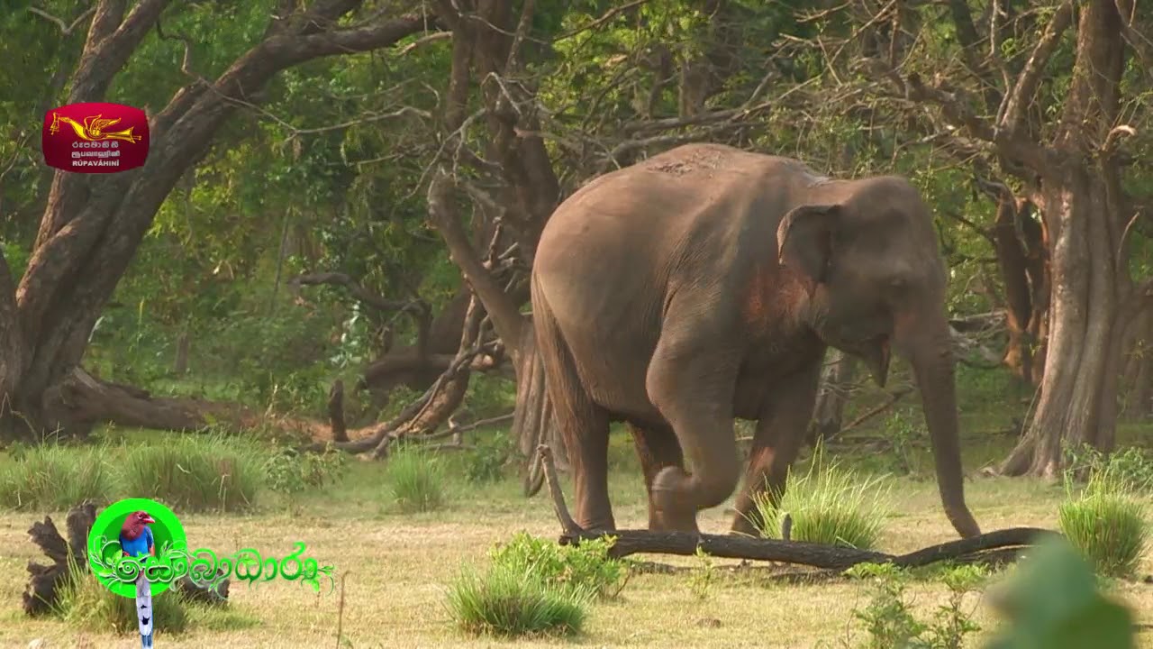 Sobadhara - සොබාධාරා | Season 2 | Episode - 18 | 2018-05-11 | Rupavahini Documentary
