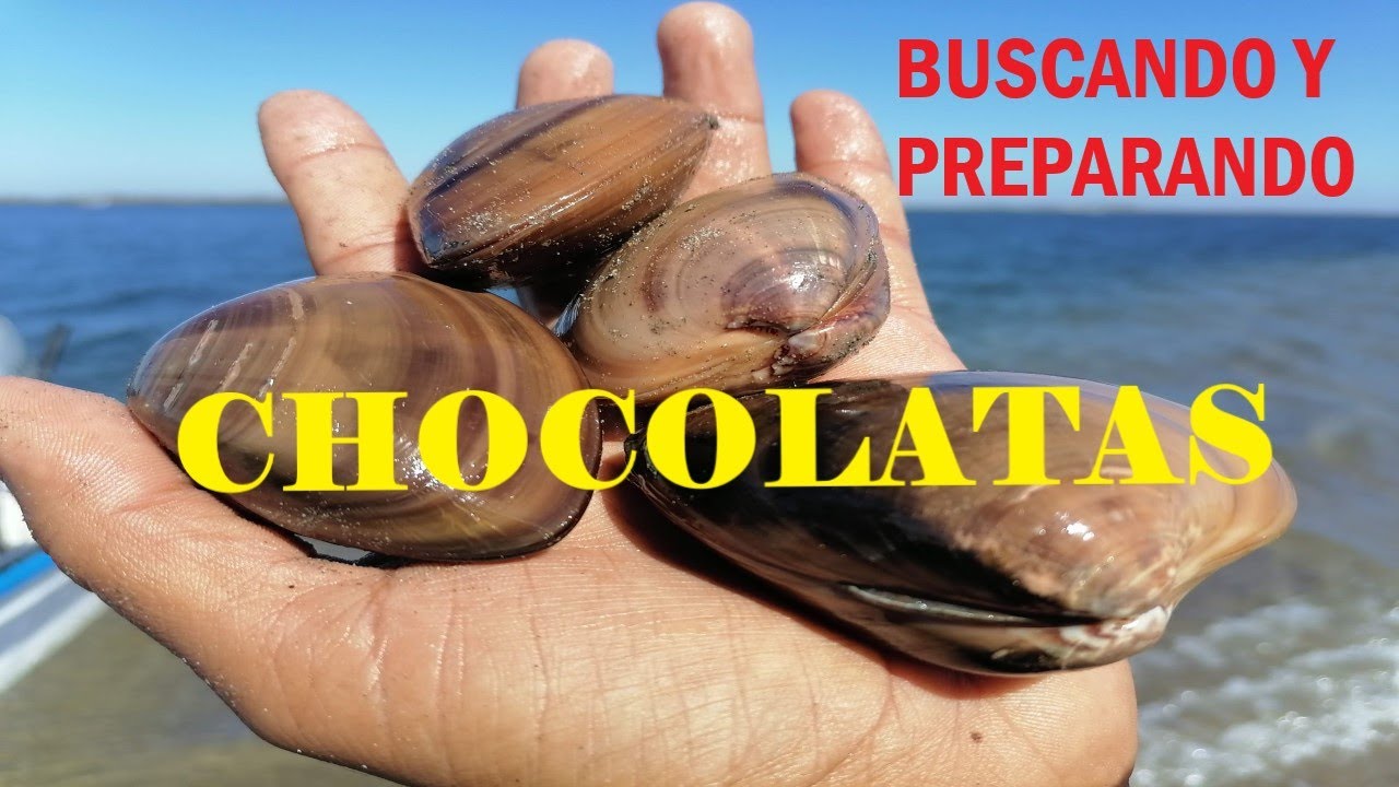 BUSCANDO Y PREPARANDO ALMEJAS CHOCOLATAS// COMO ENCONTRARLAS  en bajamar.