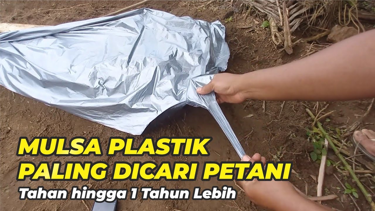 Mulsa plastik kualitas premium,sangat elastis bisa tahan hingga satu tahun lebih