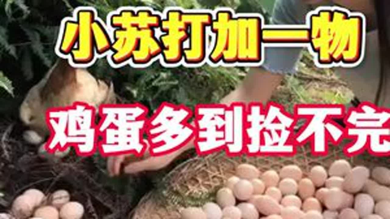 #养鸡小妙招