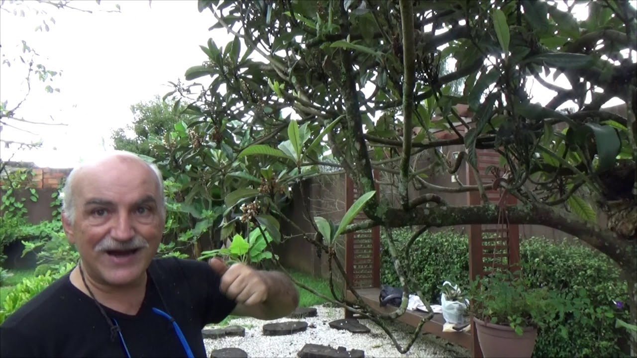 1166 ) – 2 º PARTE – SANTO ANDRE – SP  – PODA DA NESPERA