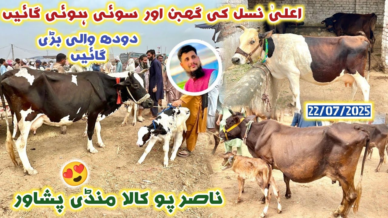 Dairy Cow Mandi Peshawar New Updates | 30 KG Milk Fresean & Jersey Cow Prices Kala Mandi | Izhar Ali