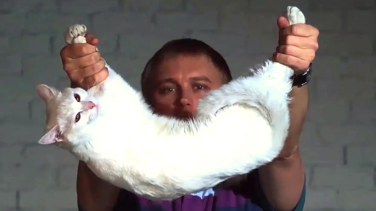 Why A Cat Always Lands On It's Feet | Slow Motion | Experiments