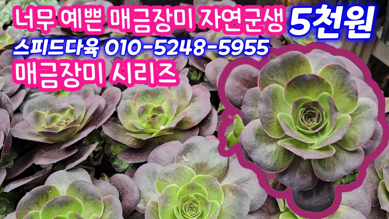 25.10.13 🌹예쁜 매금장미 자연군생 5천원부터 매금장미 시리즈🌹 누다군생 크리스피뷰티 독일샴페인 핑크엔젤철화🌹 스피드다육 010-5248-5955 전국택배가능 유료광고포함 