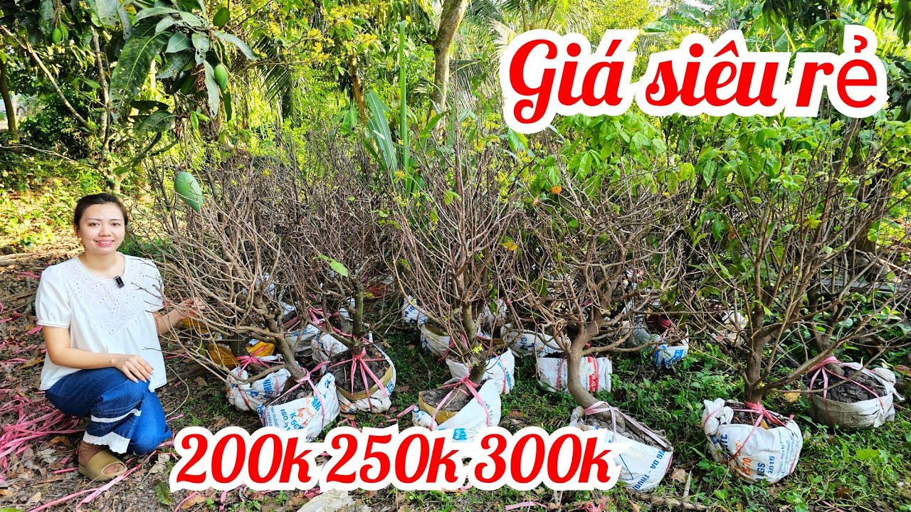Em Thảo 📲 O34236O363 giá chỉ vài trăm 1 cây mai giảoThủ Đức 21/3 Bến Tre (@Maivàngquêdừa)