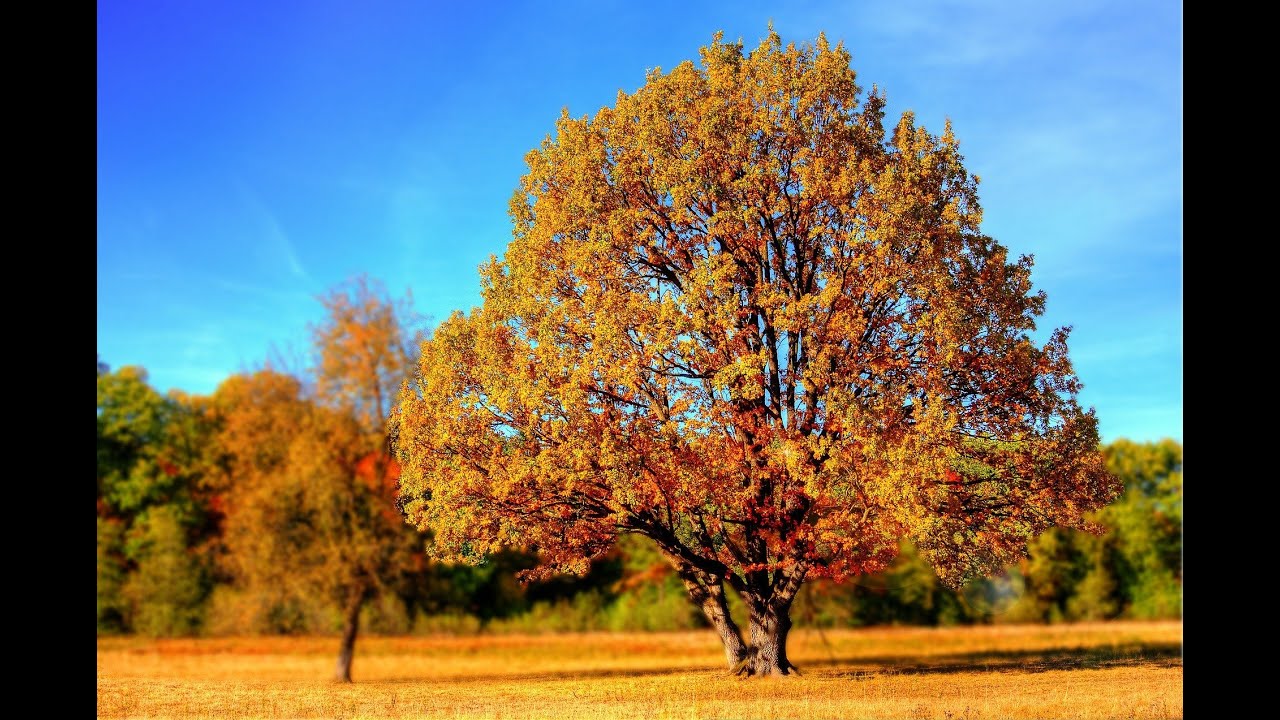 Herfst, Herfst - Een Mizzemos Kinderliedje over de herfst  - Herfstliedje - Seizoenen