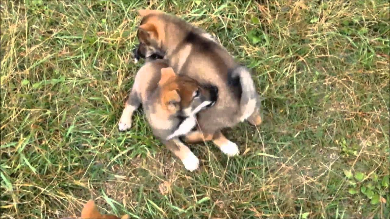 Shikoku Ken Puppies at 8 Weeks