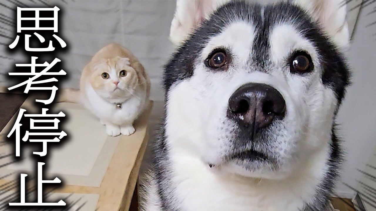 早朝に地鳴りがして家が揺れパニックになった犬と猫がこうなりました...