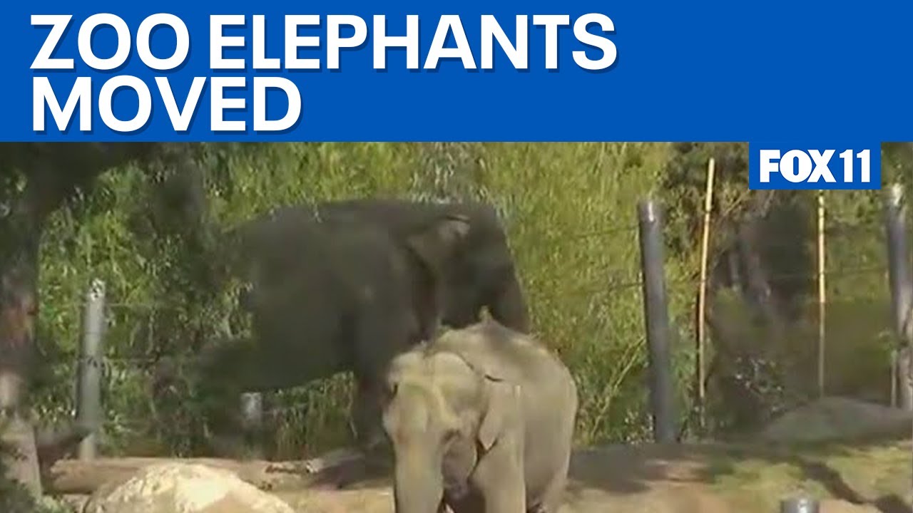 LA Zoo confirms fate of elephants Billy and Tina | FOX 11 LA