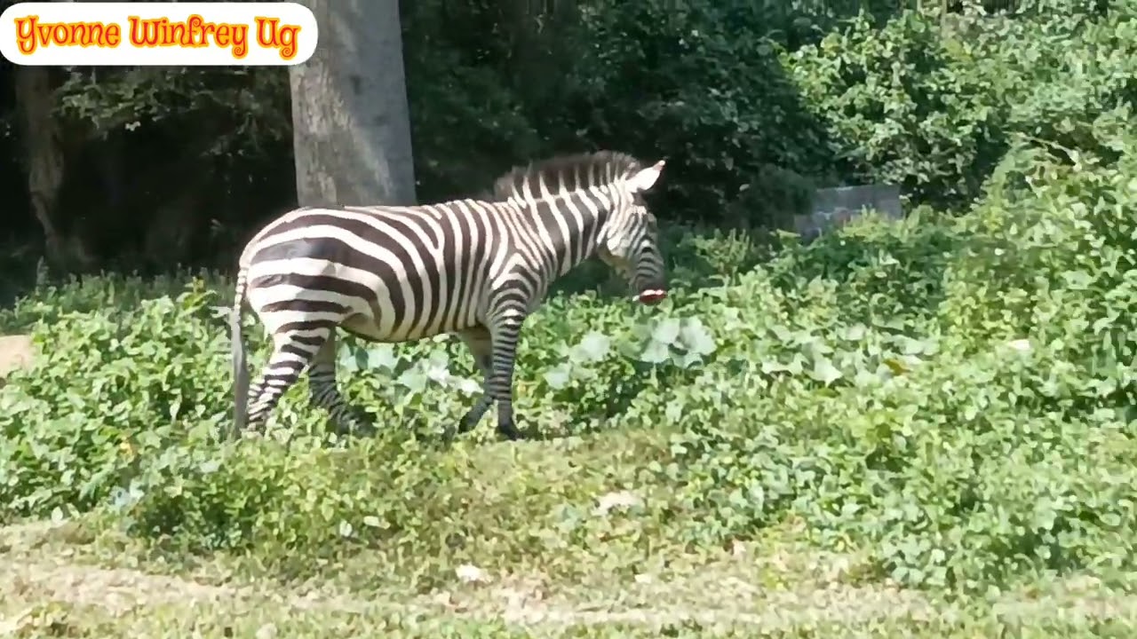The Most beautiful Animal in Entebbe Zoo in Uganda.