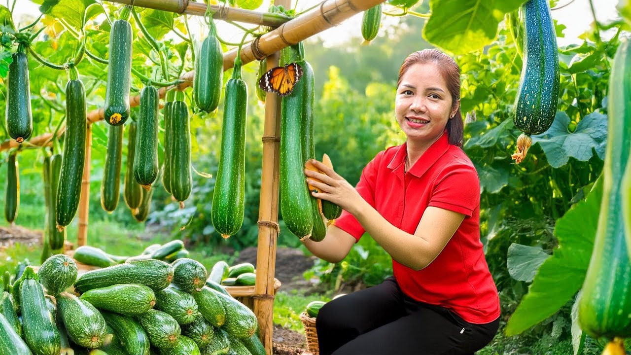 Harvesting Green Squash Garden Goes To Market Sell, Take Care Of Daughter | Daily Garden