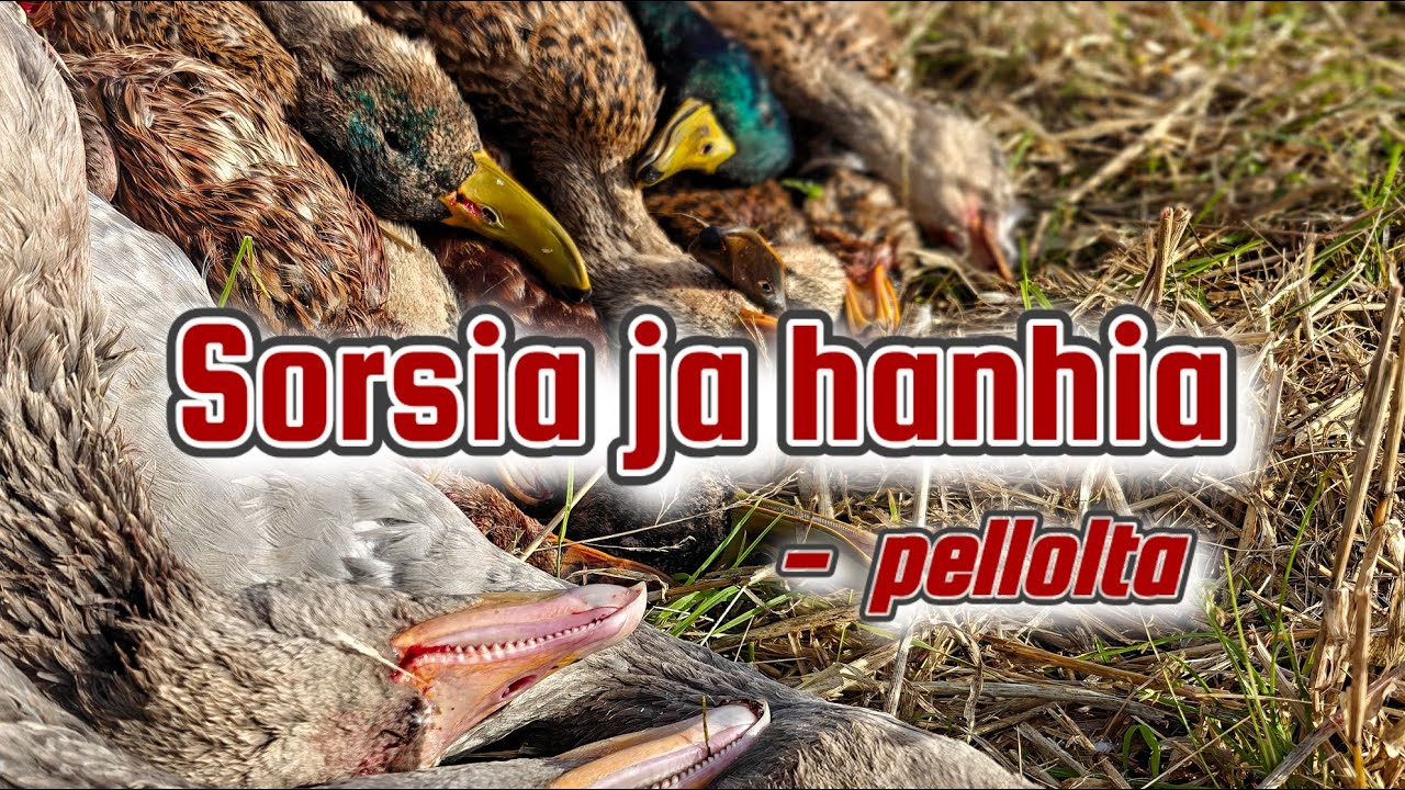 Sorsia ja hanhia pellolta!!