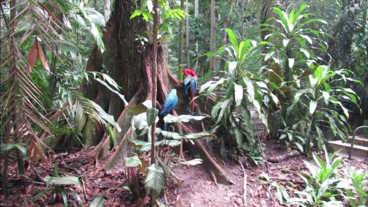 birds lover parrot 🐥🐦🐤🐥 #birdslover  #birds