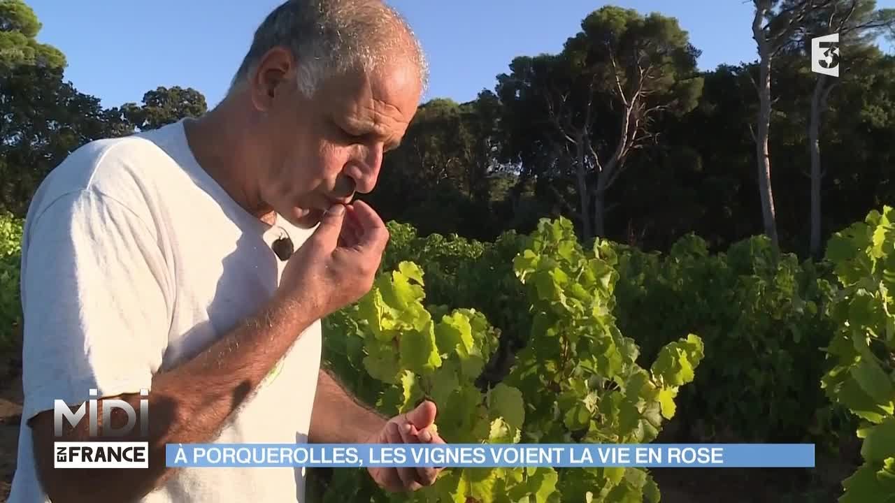 FEUILLETON : À Porquerolles, les vignes voient la vie en rose