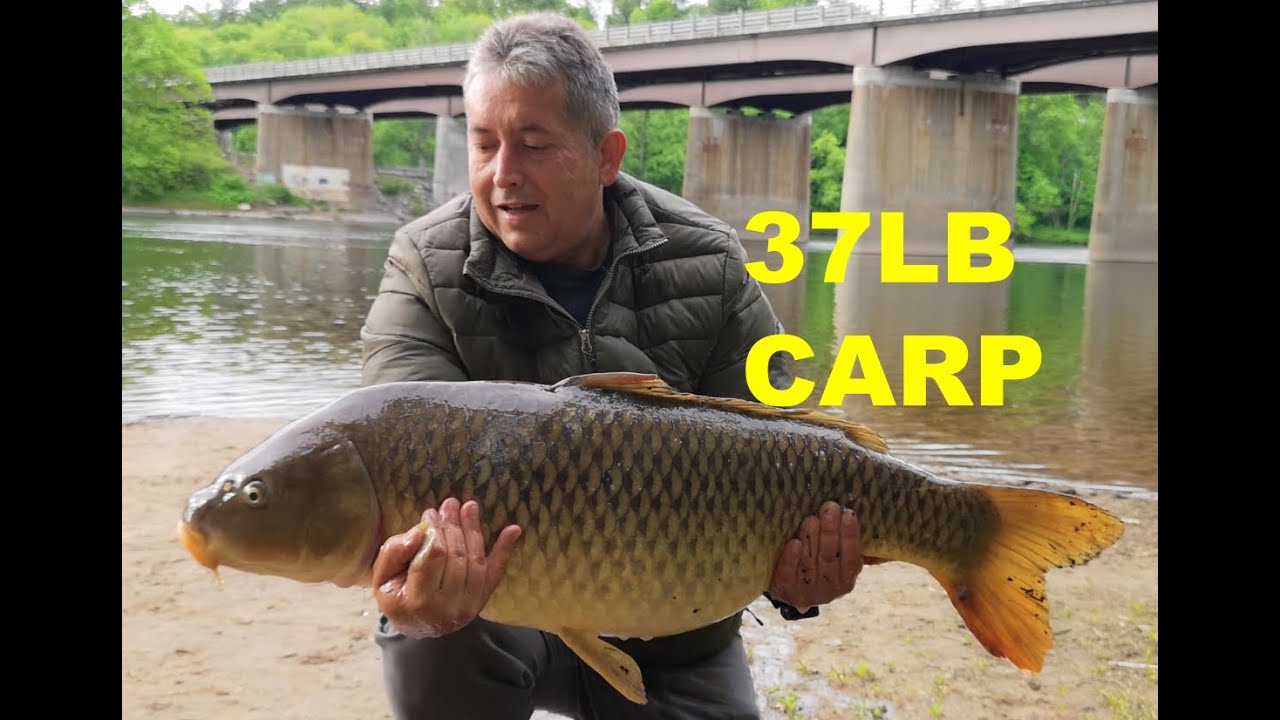 PB Large 37lb carp | Delaware River PA | 05-24-2022