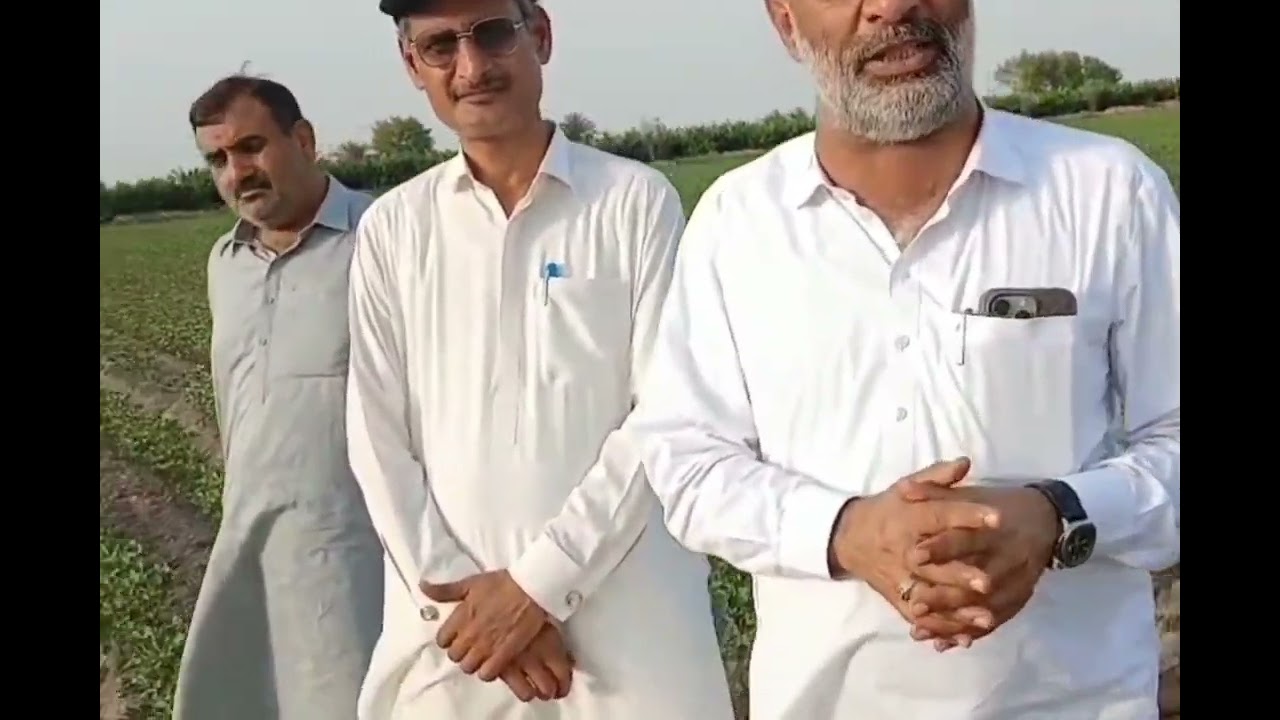 Crop cotton and it's best advice for growing