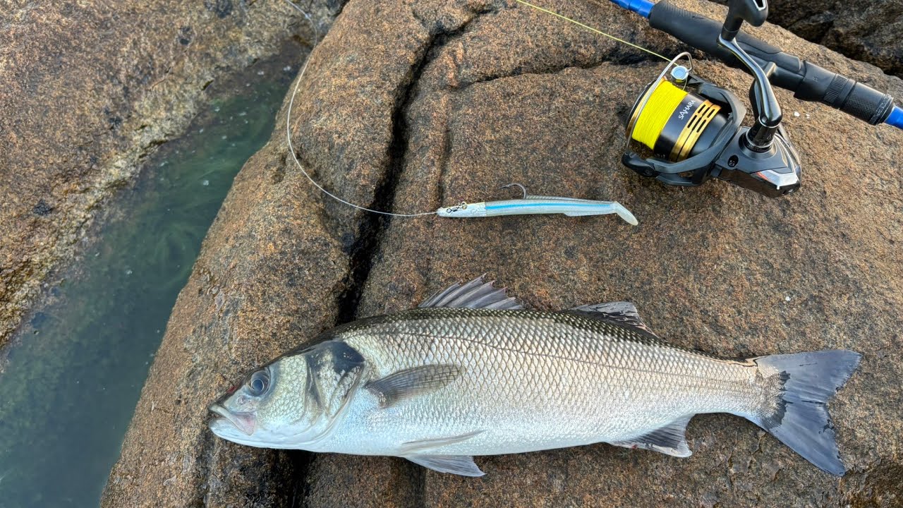 PRIME TIME TO CATCH BASS!! | CATCHING BASS AT DAWN | LURE FISHING FOR BASS