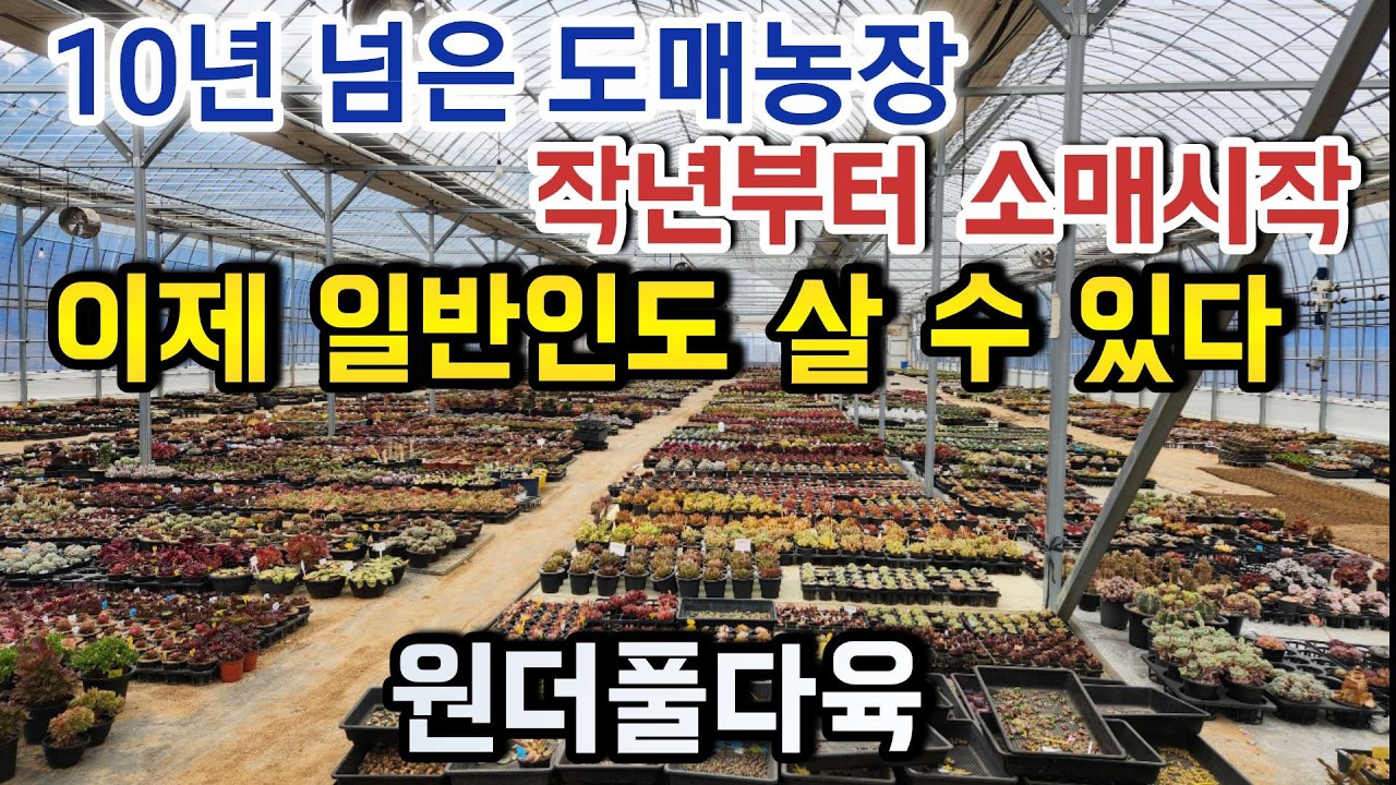 10년 도매 전문 다육농장, 드디어 소매 시작! 직접 가봤습니다🔥 ㅣ원더풀다육 ㅣ백봉 마디바 에오니옴 레티지아 마리아금 알스토니 화이트그리니 핑크마녀 ㅣ#신쌤의다다육선