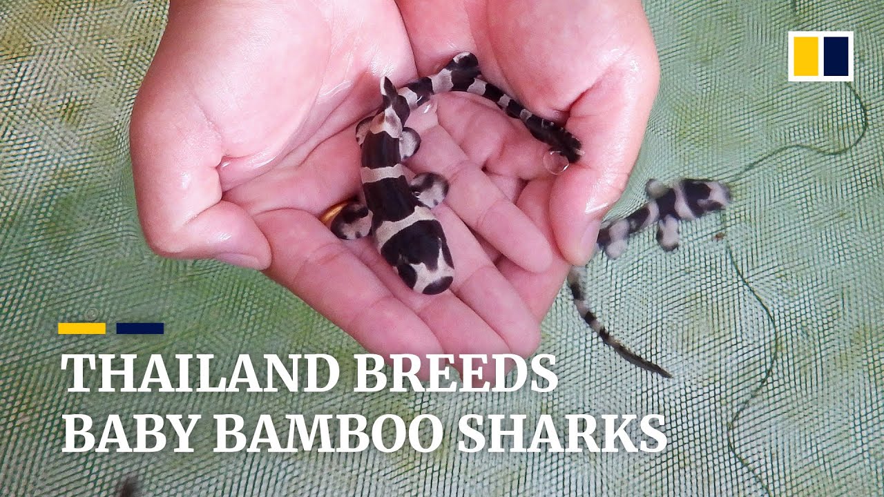 Thailand breeds baby bamboo sharks to save the species from extinction
