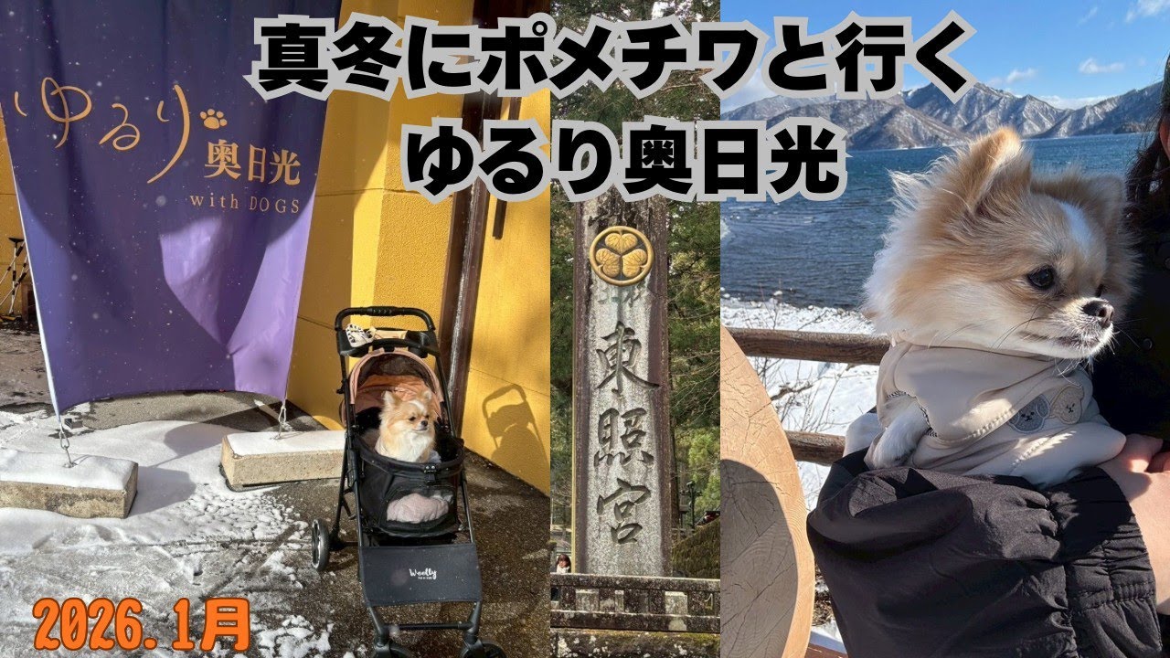 真冬にポメチワと行くゆるり奥日光