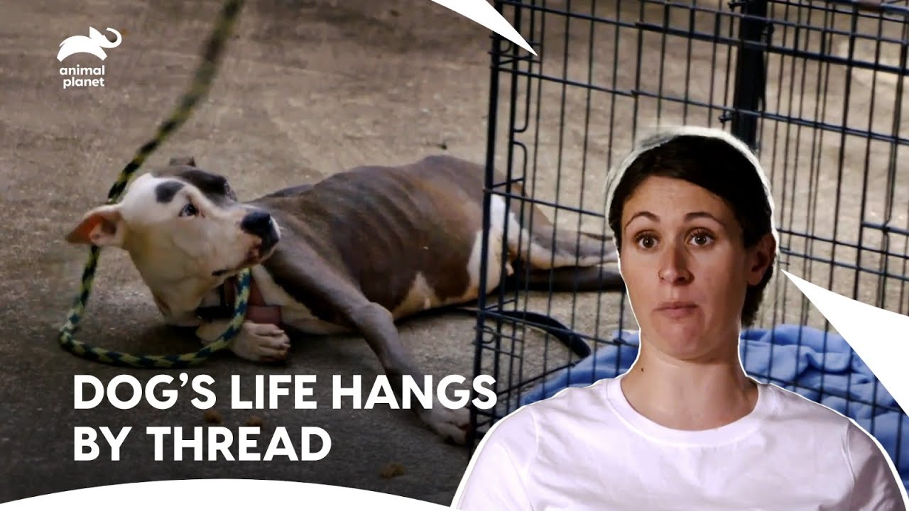 Lizzy and Moe Rescue Street Dog with Heart Failure💔| Pit Bulls & Parolees | Animal Planet