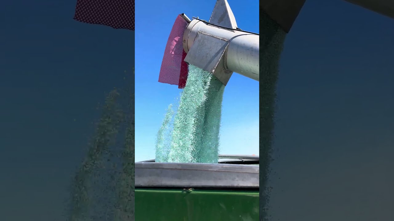 Fertilizing the winter wheat