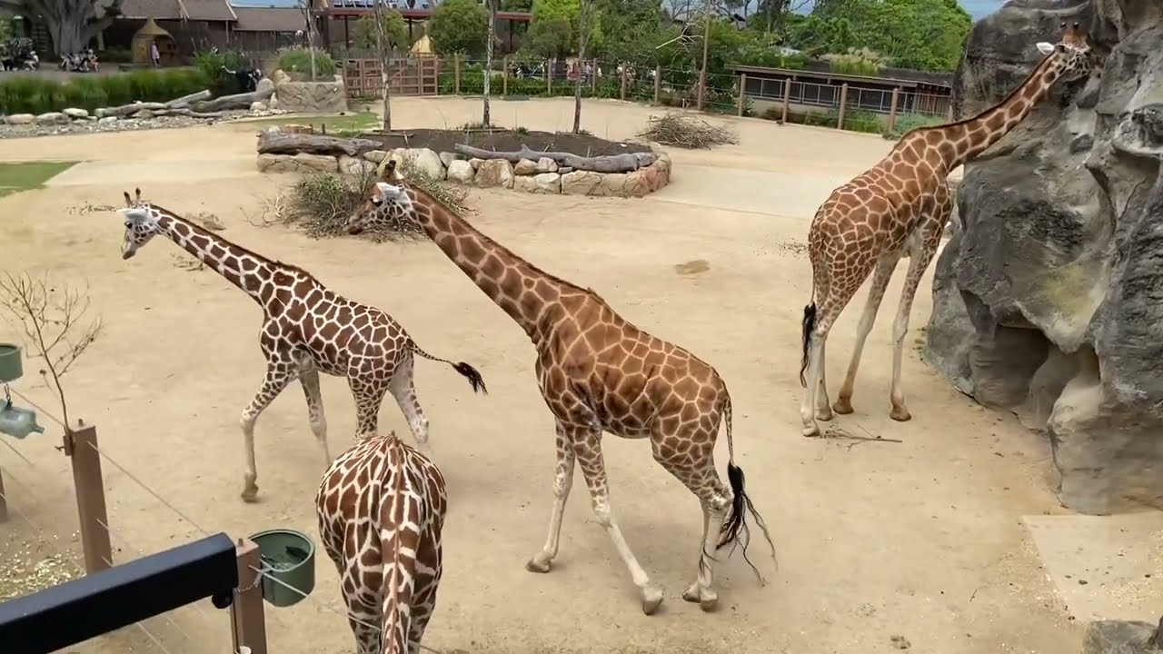 💕 Taronga zoo visit with kids - Friends / Sydney, Australia