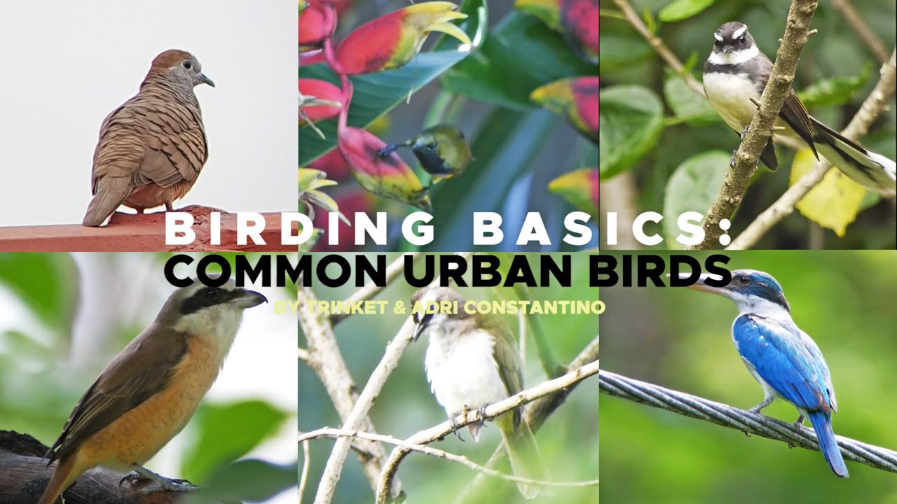 Birding Basics: Common Urban Birds