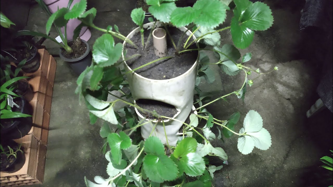 Horta de morangos no cano pvc