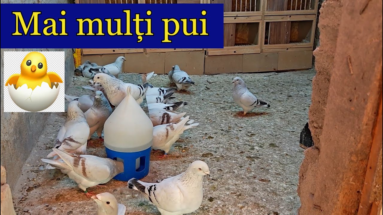5 sfaturi pt o reproductie mai buna la VRDF