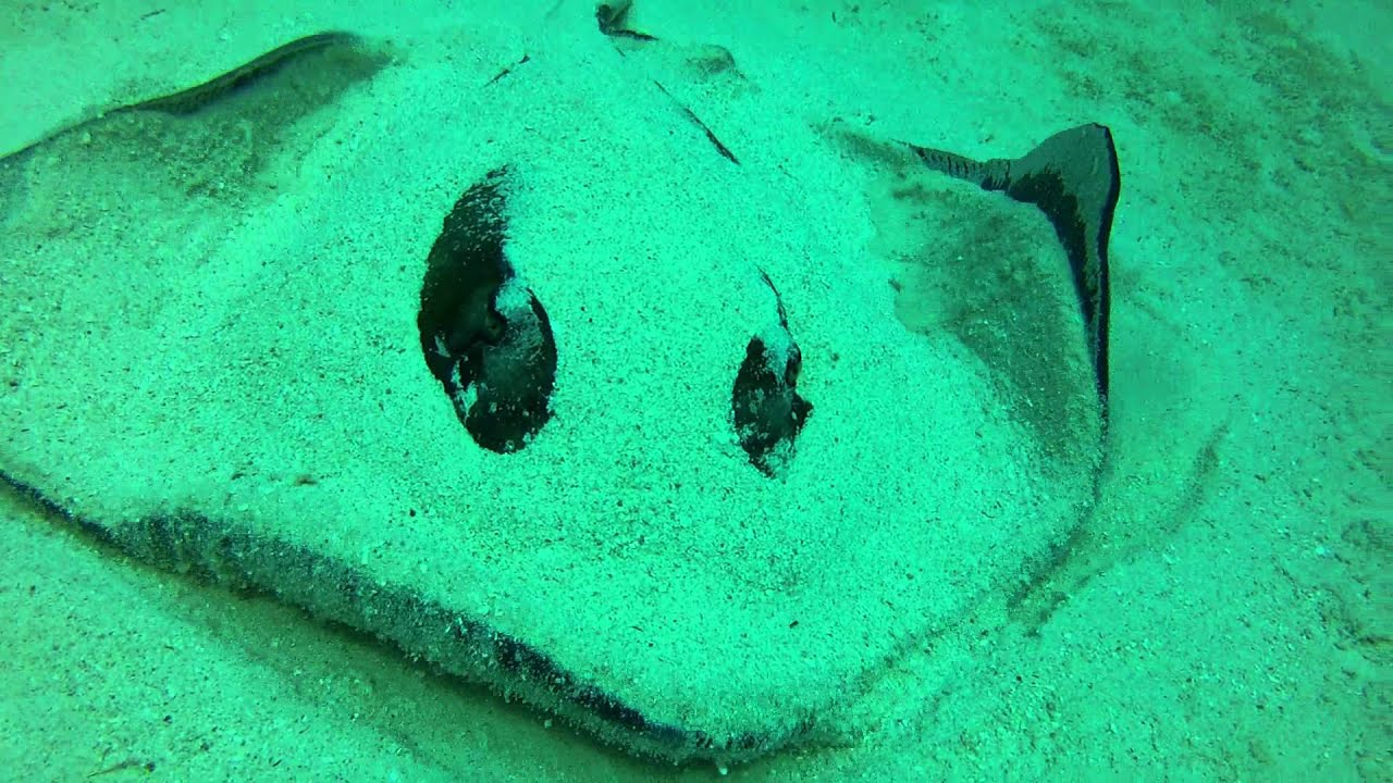 Stingray ambush