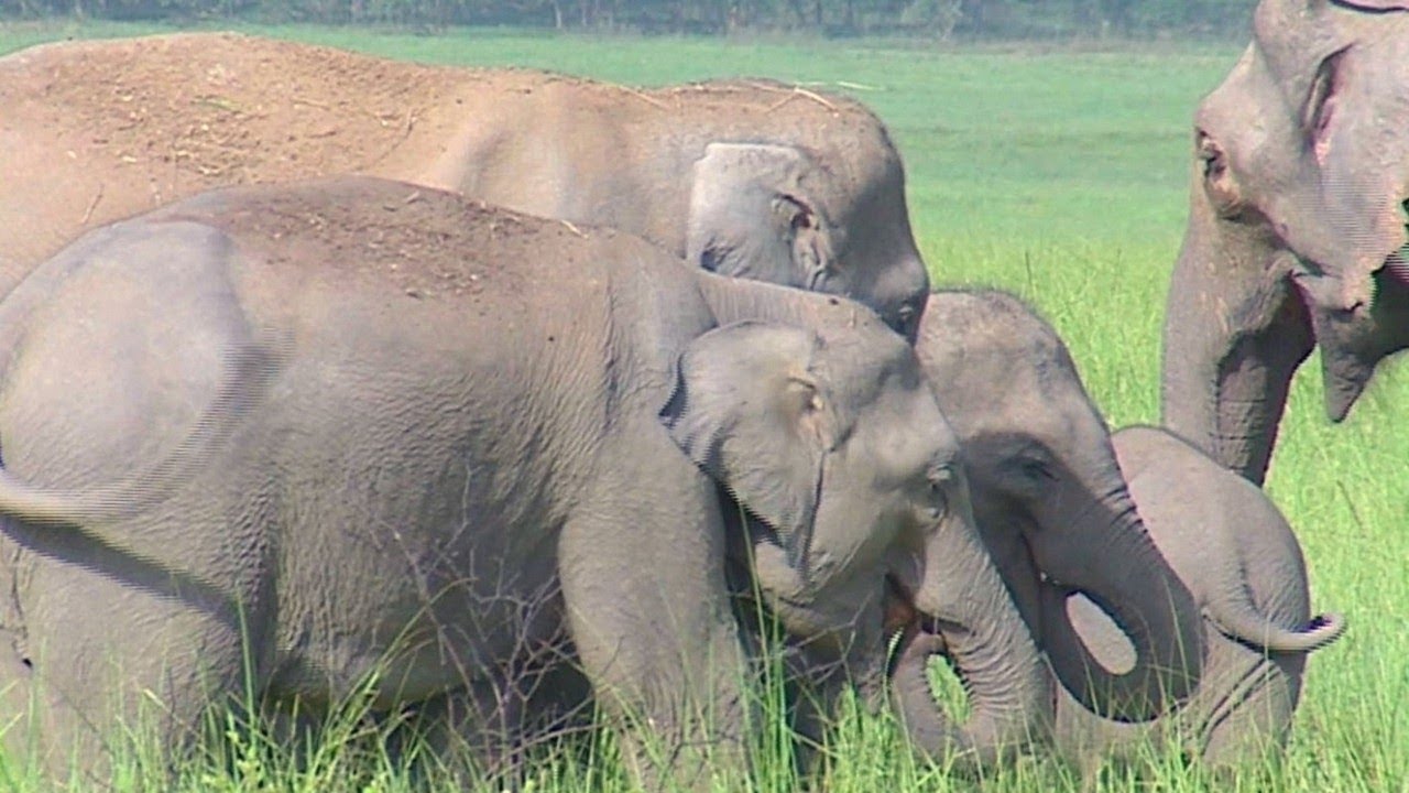 Trumpeting in Asian Elephants (Elephas maximus)