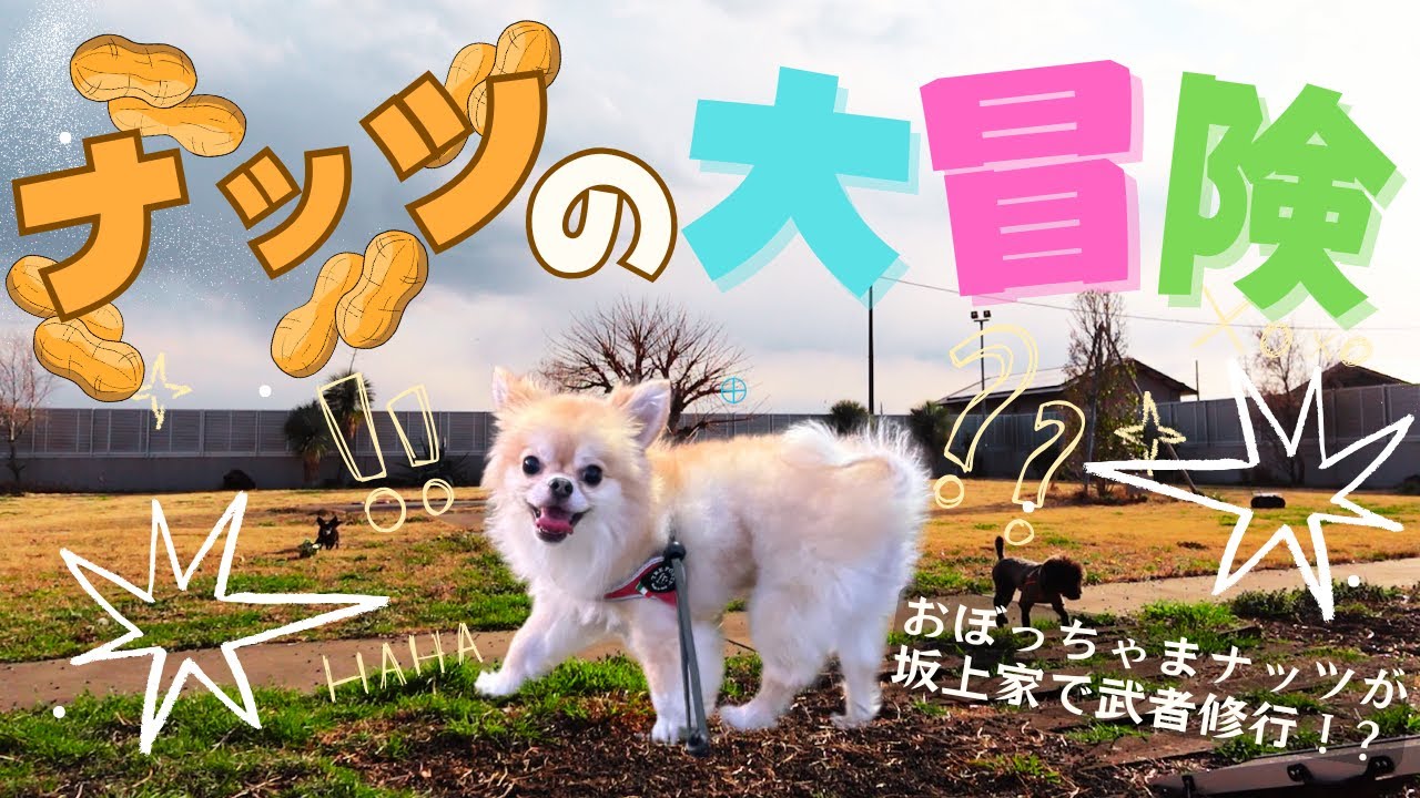 【武者修行】おぼっちゃまナッツが坂上家にやってきた！！ナッツの大冒険vol２✨