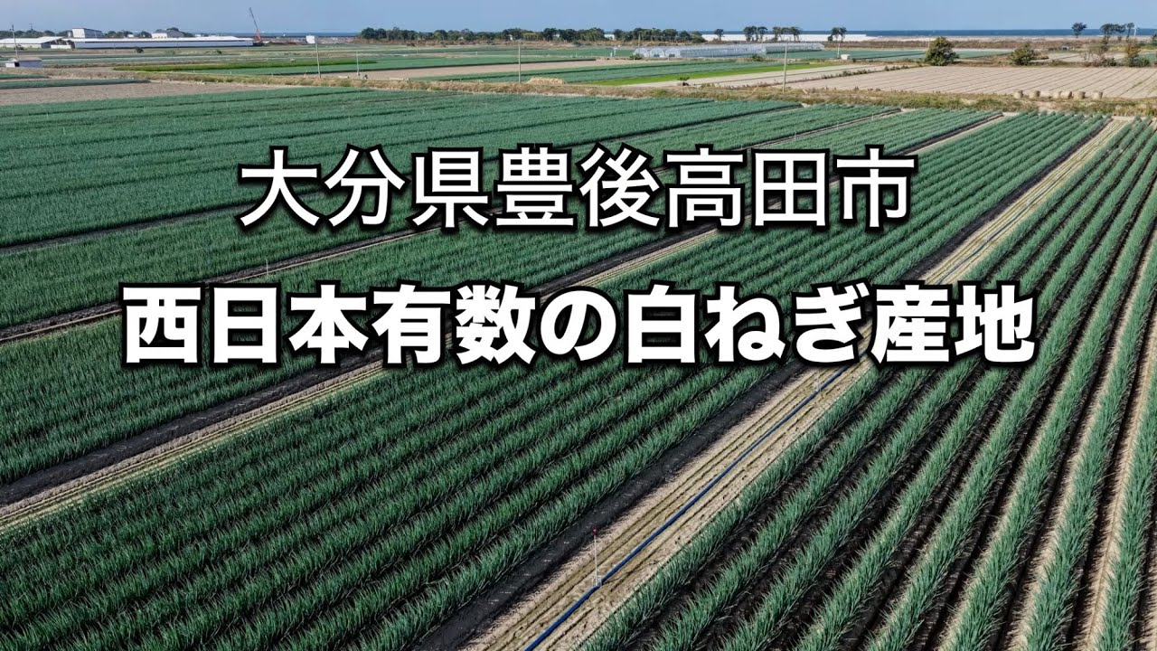 『大分県豊後高田市の白ねぎ』　2025年11月撮影